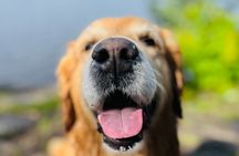 Oslo: Scenic Forest Hike with Dog & Local Guide