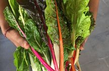 Jean Talon Farmer's Market Tour x Michelin-Trained Chef