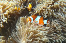 Similan Islands One day Tour All Excluxive by Power Catamaran