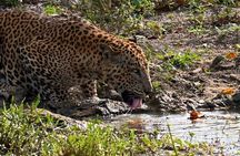 Full day Safari Yala National park (04.40am - 06.30pm)