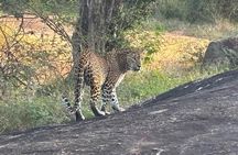 Full day Safari Yala National park (04.40am - 06.30pm)