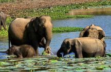 Full day Safari Yala National park (04.40am - 06.30pm)