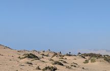 Agadir/Taghazout : Sandboarding & Canyon & Camel riding.