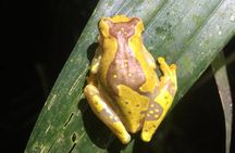 MONKEY PARK Nocturnal Rainforest Adventure