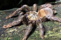 MONKEY PARK Nocturnal Rainforest Adventure