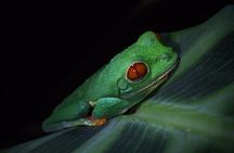 MONKEY PARK Nocturnal Rainforest Adventure