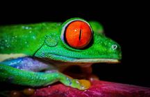 MONKEY PARK Nocturnal Rainforest Adventure