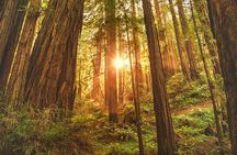 Muir Woods, Sausalito, Battery Spencer Premium Small-Group Tour