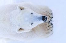 Rovaniemi: Ranua Arctic Wildlife Zoo Park Tour & Hot BBQ lunch 