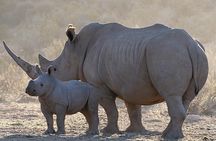 Aquila Safari Tour Full Day