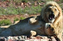 Aquila Safari Tour Full Day