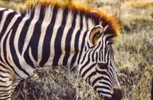 Half Day Guided Safari in Addo Elephant National Park