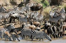 Multi Day Tour from Nairobi to Masai Mara and Lake Nakuru