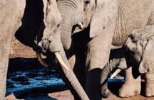 Half Day Guided Safari in Addo Elephant National Park