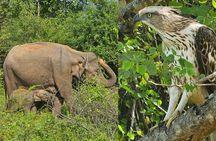 Paradise Sigiriya,Kandy,Nuwara eliya,Ella(Udawalawe/Yala)Tours