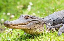 Swamp Boat Ride and Whitney Plantation Tour from New Orleans