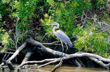 Swamp Boat Ride and Whitney Plantation Tour from New Orleans