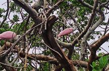 2 Hour Clear Kayak Tour at Emerson Point Preserve