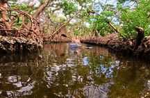 2 Hour Clear Kayak Tour at Emerson Point Preserve