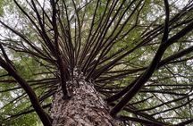 Ex Hamilton TRIPLE DEAL Wai O Tapu Redwood Forest and Blue Spring