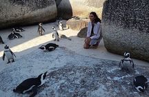 Small Group Tour: Penguins, Cape Point and Cape of Good Hope 