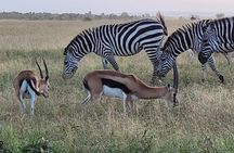 Budget Private Safari to Masai Mara Kenya