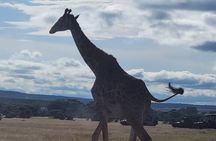 Budget Private Safari to Masai Mara Kenya