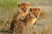 4 Days Luxury Tanzania Safari Tarangire and Serengeti Adventure