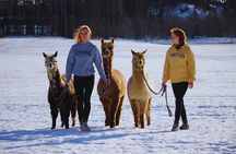 PRIVATE Alpaca Guided Forest Walk + Feeding Helsinki