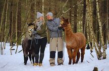 Private Alpaca Forest Walk Helsinki: Feeding, Photos,Hotel Pickup