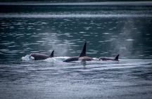 Prince William Sound 26 Glacier Cruise, Self-Drive