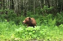 2 Hour Chichagof Island Guided Driving Tour