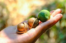 Sights & Bites Ultimate Oahu Grand Circle Island Tour