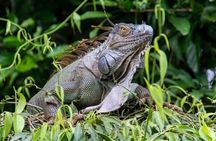 Canoe Tour in Tortuguero Ecological Exploration of the Canals