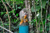 Shore Excursion | Monkey encounter & Damajagua Waterfalls