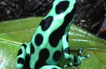 Night Walk in Puerto Viejo Limón CR Native Park