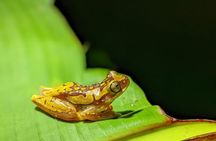 Night Walk in Puerto Viejo Limón CR Native Park