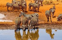 Full Day Big 5 Safari Tour at Aquila Private Game Reserve
