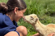 Guided UTV Ride-Along Tour on the Big Island