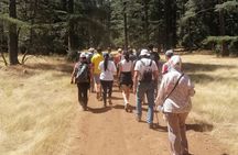 Ifrane Hiking Adventure: Ancient Cedars & Barbary Macaques