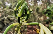 Zanzibar Stone town and Spice Farm Tour