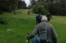 Ifrane Hiking Adventure: Ancient Cedars & Barbary Macaques