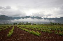 Cousiño Macul Private Vineyard Tour with 6 Wine Tastings