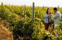 Cousiño Macul Private Vineyard Tour with 6 Wine Tastings