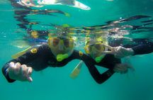 Goat Island Experience Guided Snorkelling for Beginners