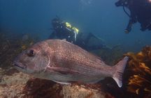 Goat Island Experience Guided Shore Dive