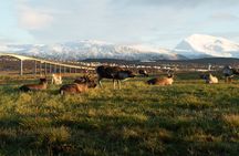 Arctic Fjords Road Trip