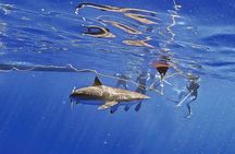 Pelagic Shark Safari Snorkel Expedition