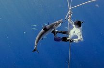 Pelagic Shark Safari Snorkel Expedition