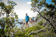 Mangrove & Coastal Wildlife Experience with a Cayman Naturalist